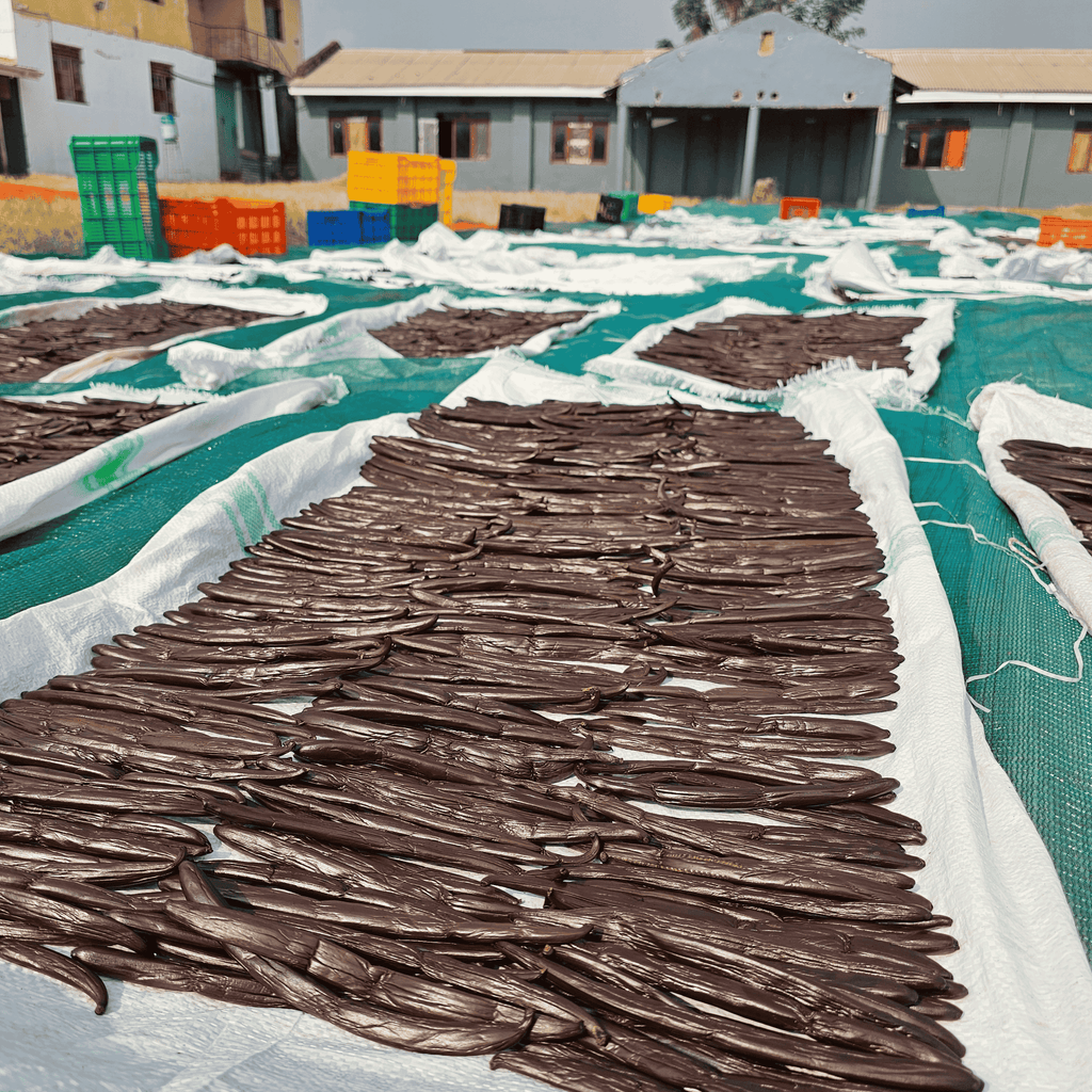 50 Grand Cru Vanillekapseln • Extra Gourmet Qualität Vanille • Geschmeidige und feste Kapsel • Ideal für Backwaren und Kochen •