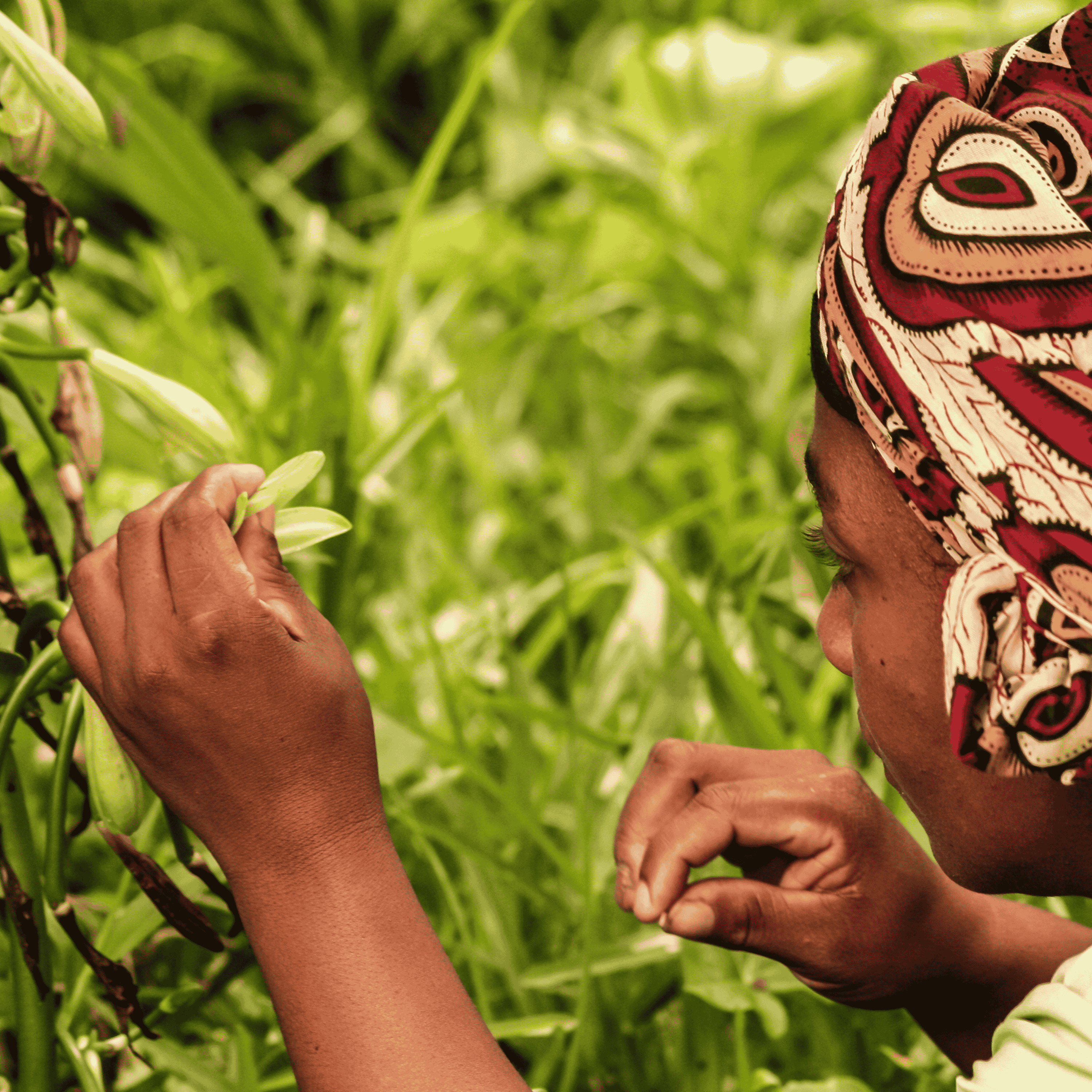 50 Grand Cru Vanillekapseln • Extra Gourmet Qualität Vanille • Geschmeidige und feste Kapsel • Ideal für Backwaren und Kochen •