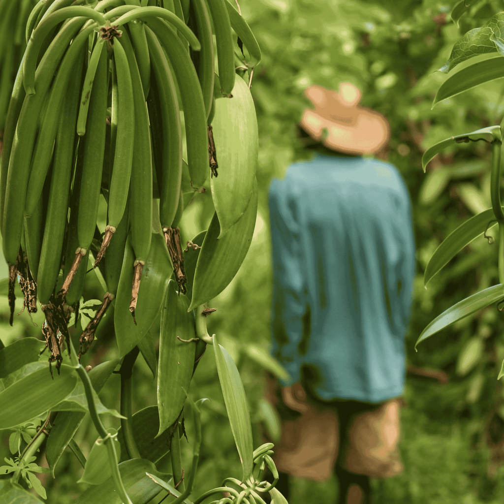 50 Grand Cru Vanillekapseln • Extra Gourmet Qualität Vanille • Geschmeidige und feste Kapsel • Ideal für Backwaren und Kochen •