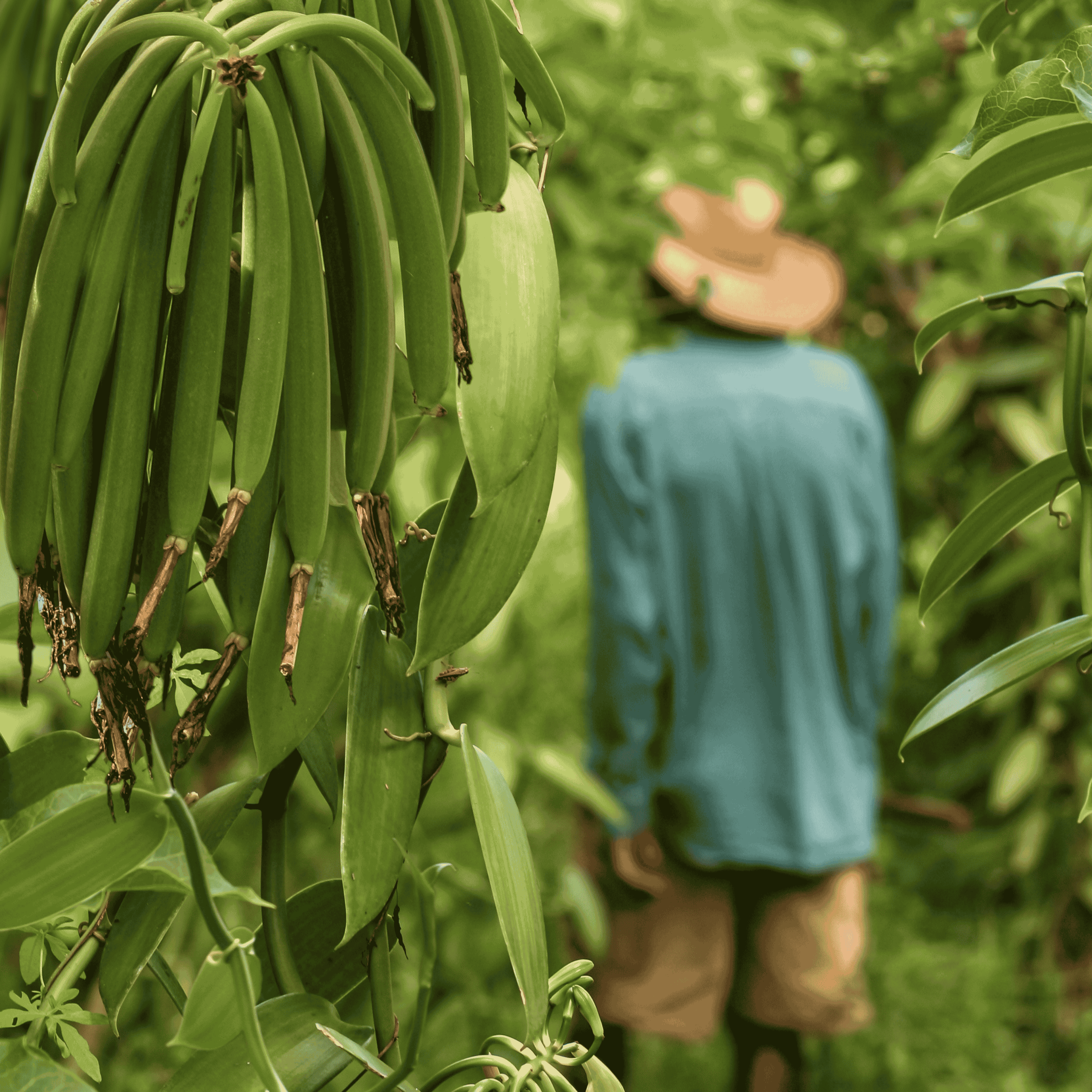 50 Grand Cru Vanillekapseln • Extra Gourmet Qualität Vanille • Geschmeidige und feste Kapsel • Ideal für Backwaren und Kochen •